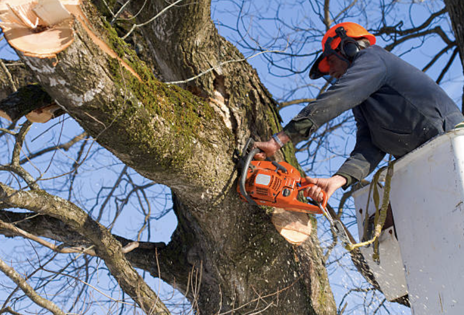 tree trimming in New Haven
