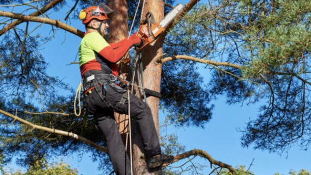 seasonal tree pruning in connecticut